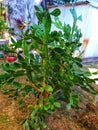 cactus plant is green on sunny mornings