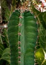 cactus plant green thron flower Royalty Free Stock Photo