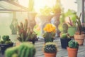 Cactus plant home decoration Royalty Free Stock Photo