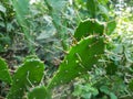 cactus plant in the Indian forest, Opuntia monacantha plant in wild, wild cactus plant.