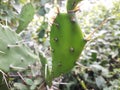 cactus plant in the Indian forest, Opuntia monacantha plant in wild, wild cactus plant.