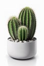 Cactus plant inside white pot over white background, studio shot style