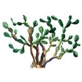 Cactus plant isolated watercolor. Opuntia ficus indica