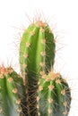 Cactus plant isolated Royalty Free Stock Photo