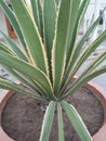 CACTUS PLANT LEAF FLORA VEGETATION