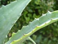 Cactus plant leaves in green garden.