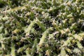 Cactus plant leaves pattern. Green leaves. Natural background. green leaf texture background Royalty Free Stock Photo