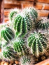 Cactus plant leaves pattern. Green leaves. Natural background. green leaf texture background Royalty Free Stock Photo