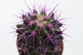 Cactus plant with long lilac spines