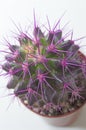 Cactus plant with long lilac spines