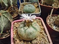 Cactus Plant Lophophora Williamsii Blooms Among a Collection of Succulents, Age Five Years Royalty Free Stock Photo