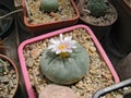 Cactus Plant Lophophora Williamsii Blooms, Otherwise Peyote, Contains Mescaline Royalty Free Stock Photo