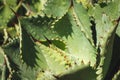 Cactus plant macro, cactus pattern closeup - succulent