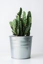 Cactus plant in a metal pot close up. Modern room decoration. Cactus house plant. Royalty Free Stock Photo