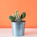 Cactus plant in metal pot. Potted cactus house plant on white shelf against salmon coral orange wall.