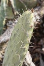 Cactus plant Opuntia hyptiacantha F.A.C.Weber, known as Nopal cascarÃ³n, belongs to the plant family Cactaceae