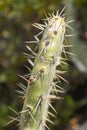 Cactus plant Opuntia hyptiacantha F.A.C.Weber, known as Nopal cascarÃ³n, belongs to the plant family Cactaceae