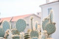Cactus plant outdoors in Antibes