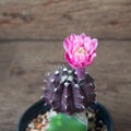 Cactus plant with pink blooming flower on wooden table Royalty Free Stock Photo