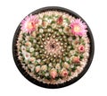 Cactus plant with pink flowers and buds in black plastic pot top view isolated on white background, path