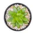 Cactus plant in plastic pot top view isolated on white background, clipping path included Royalty Free Stock Photo