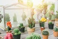 Cactus plant pot garden on wood table Royalty Free Stock Photo