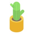 Cactus plant pot icon, isometric style