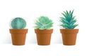 Cactus plant in pot on white background