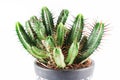 Cactus plant