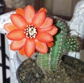 Awesome Cute flower of plant Cactus Royalty Free Stock Photo