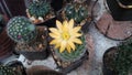 Cute yellow flower of plant Cactus