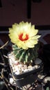 Awesome Cute flower of plant Cactus Royalty Free Stock Photo