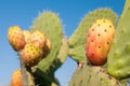 Cactus plant and prickly pears Royalty Free Stock Photo
