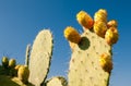 Cactus plant and prickly pears Royalty Free Stock Photo