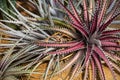 Cactus plant with red leaf top view photo. Leafy cacti bush. Bright plant with spiky leaf. Flower shop banner template Royalty Free Stock Photo