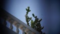 Cactus plant on the roof