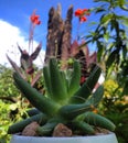 Cactus plant sahara sky