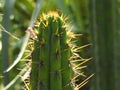 Cactus in Santiago, Chile