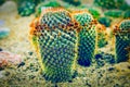 Cactus plant on santy soil in the greenhouse Royalty Free Stock Photo