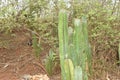 CACTUS PLANT WITH SHARP THORNS IN THE FOREST