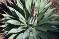 Cactus plant showing its blooming flower