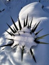 Cactus plant in snow ili Spiky plant under snow. Royalty Free Stock Photo