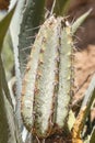 Cactus plant, species known as Pilosocereus polygonus (Lam.) Byles G.D. Rowley, belongs to the plant family Cactaceae