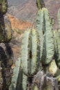 Cactus plant, species known as Pilosocereus polygonus (Lam.) Byles G.D. Rowley, belongs to the plant family Cactaceae