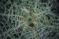 Cactus Plant Spreading its Prickles, Spikes and Thistles. Green Thorny Bush Closeup Top View Shot. Seamless Details of
