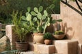 Cactus and Plant Still Life in Front of Adobe Wall Royalty Free Stock Photo