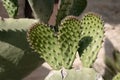 Cactus plant in sunlight