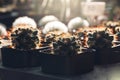 cactus plant at sunries Royalty Free Stock Photo