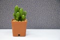 Cactus plant on table in office