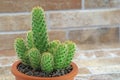 Cactus plant in terracotta pot on stone background and copy space Royalty Free Stock Photo